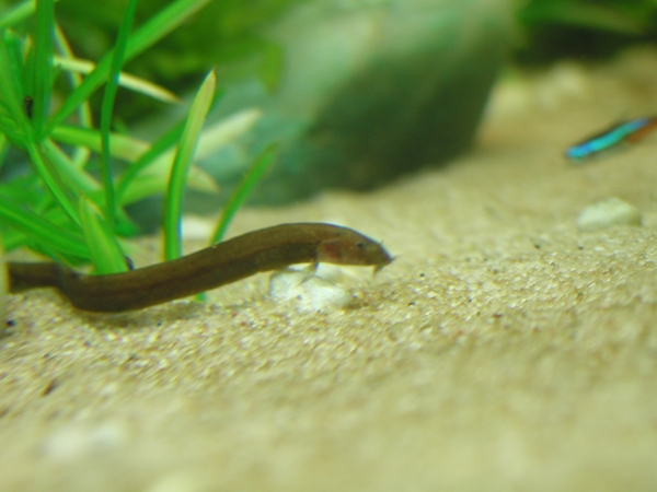Khuli loach