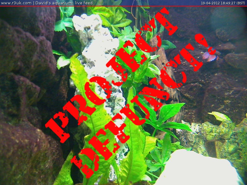 The Aquarium cam